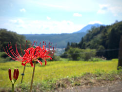 彼岸花