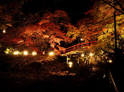 河鹿橋紅葉ライトアップ