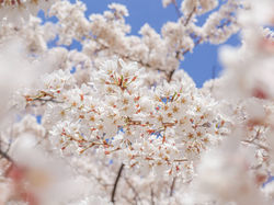 上見たら視界いっぱいの桜！