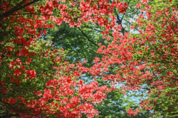 上ノ山公園のつつじ