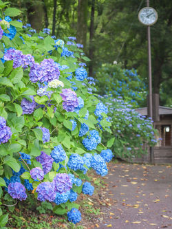 小野池あじさい公園