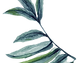 Rose 2