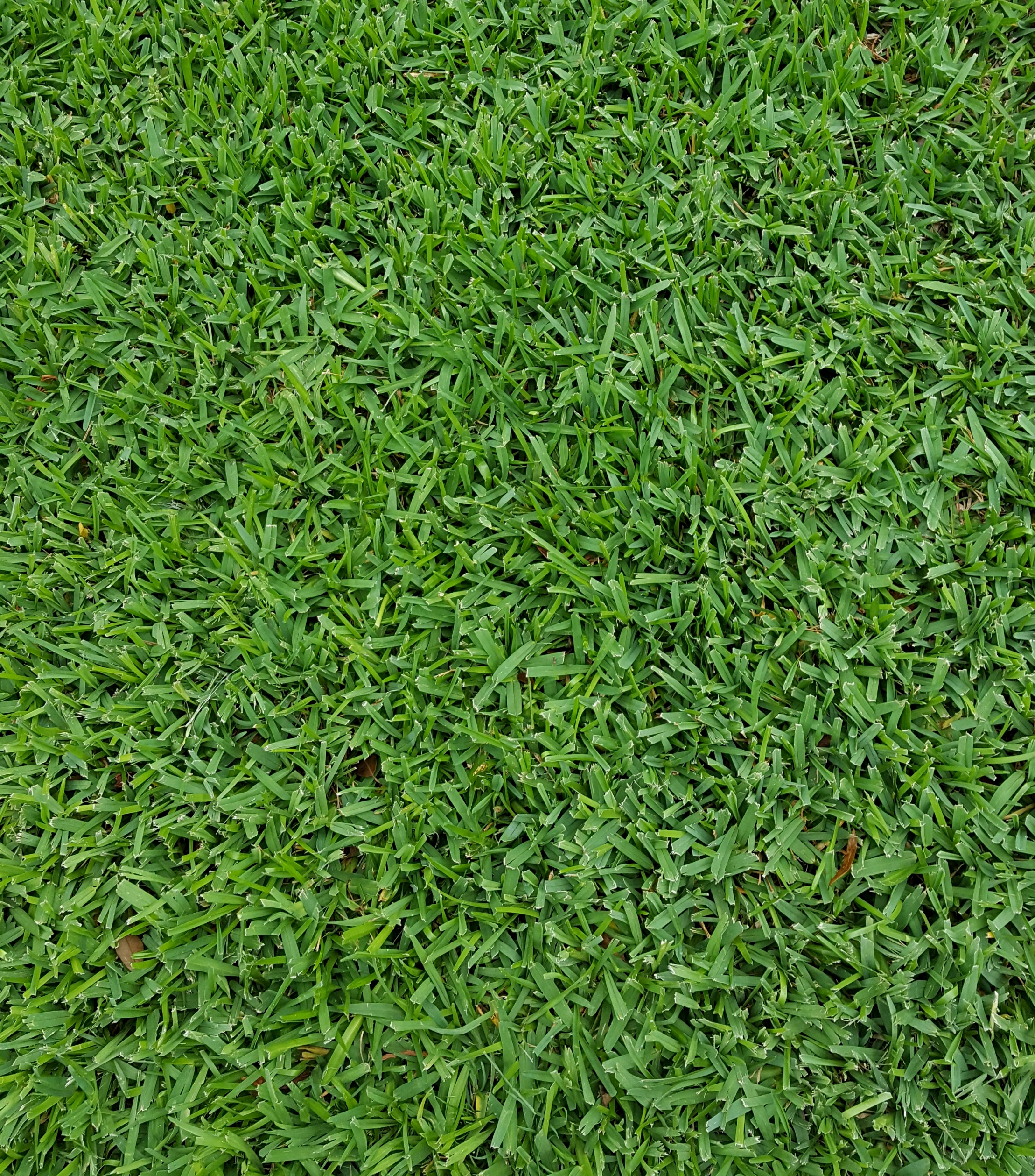 st-augustinegrass