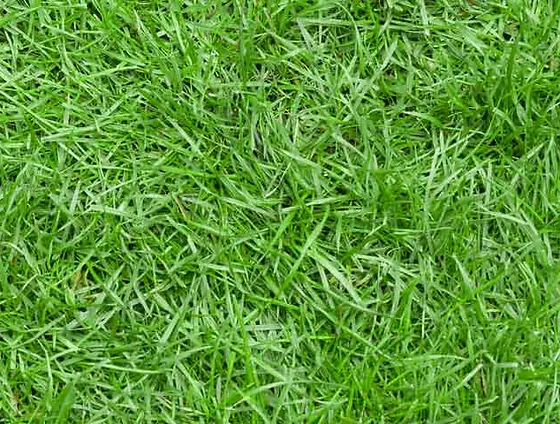 Types Of Sod Circle T Sod Farms United States