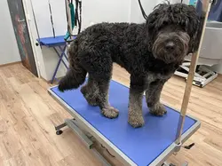 pet grooming in lichtenau germany