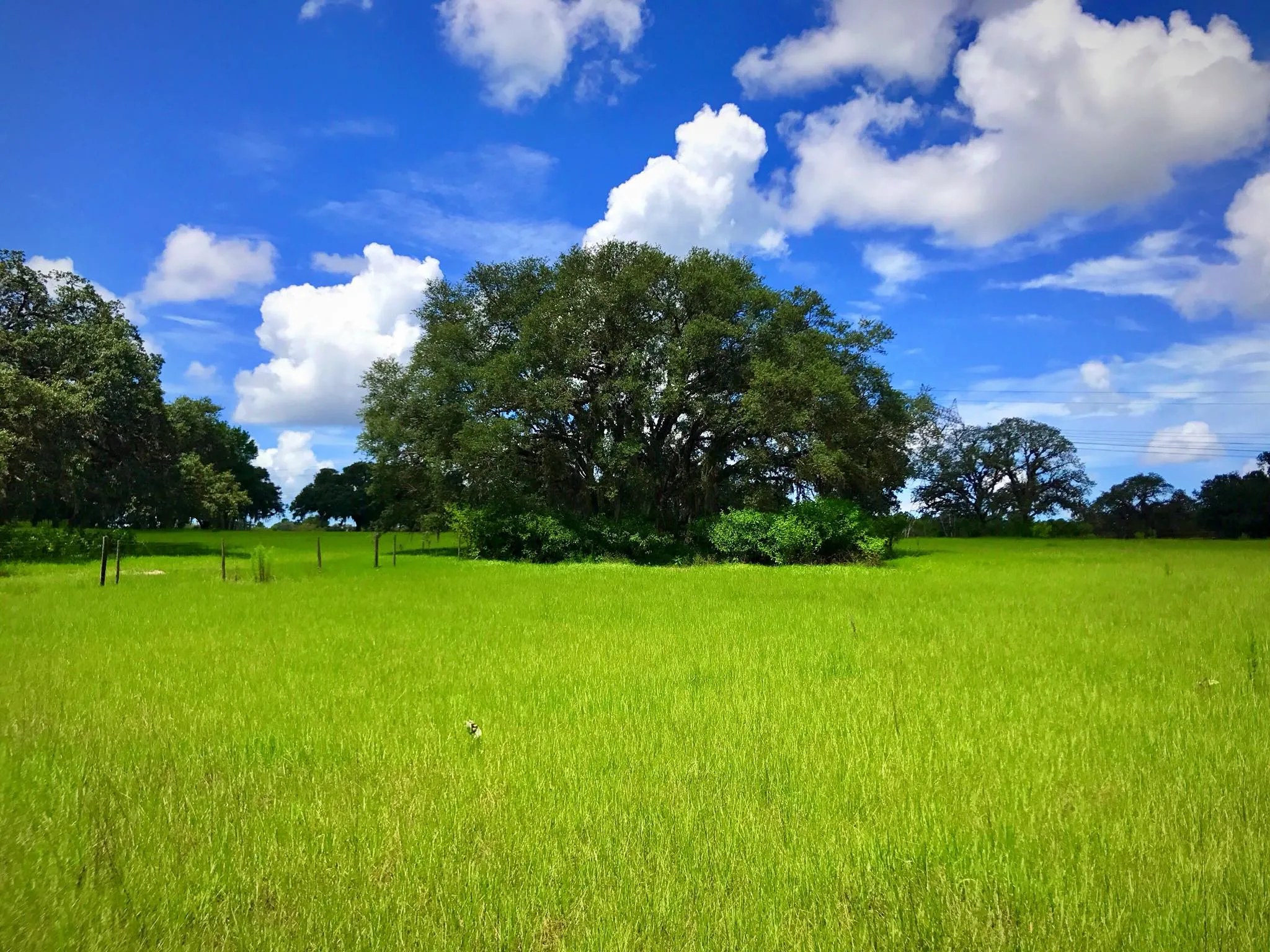 sodding services in homosassa fl
