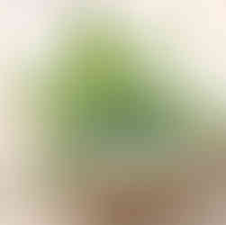 Kurutulmuş adaçayı yaprakları.