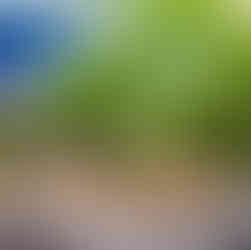 Yeşil yapraklarıyla birlikte yeni hasat edilmiş zencefil.