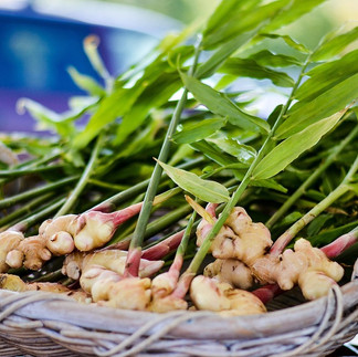 Yeşil yapraklarıyla birlikte yeni hasat edilmiş zencefil.