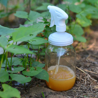 doğal böcek kovucu ile yapılan temizlik