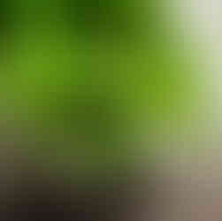 Saksıda yetişen taze nane bitkisi