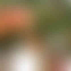 Ağaçta büyüyen, sarı nar meyveleri.