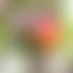 Yakın planda görünen olgunlaşmaya başlayan mango meyveleri.