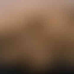 Tabakta sergilenen taze zencefiller.