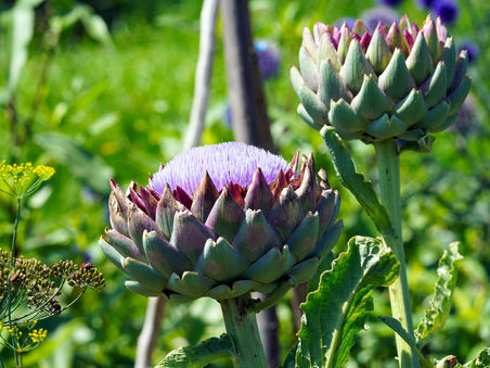 Sağlıklı ve lif açısından zengin enginar sebzesi.