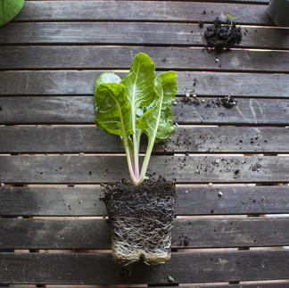 Viyolde büyütülen pazı fidesi