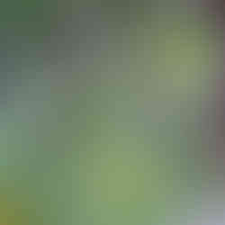 Bahçede çiçek açmış adaçayı bitkileri.