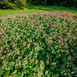Geniş alana yayılmış, çiçekli ıtır tarlası.