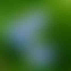 Dalında olgunlaşmış, toplanmaya hazır yaban mersinleri.