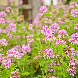 Açmış pembe ıtır çiçekleri.