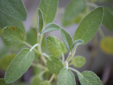 Adaçayı yapraklarının yakın çekim görüntüsü.