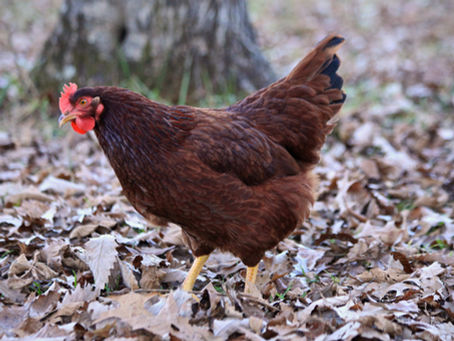 Rhode Island Red tavuğu bahçede serbest dolaşırken.