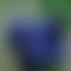 Olgun yaban mersinlerinin yakın plan görüntüsü.