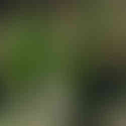 Yeşilin en vitaminli hali