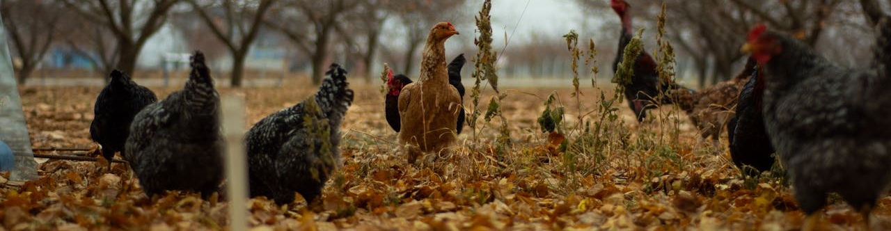 pexels-hanifi-sarikaya-2146429225-29813934 (1).jpg