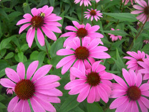 Taking the Right Echinacea at the Right Time? Find Out Here!