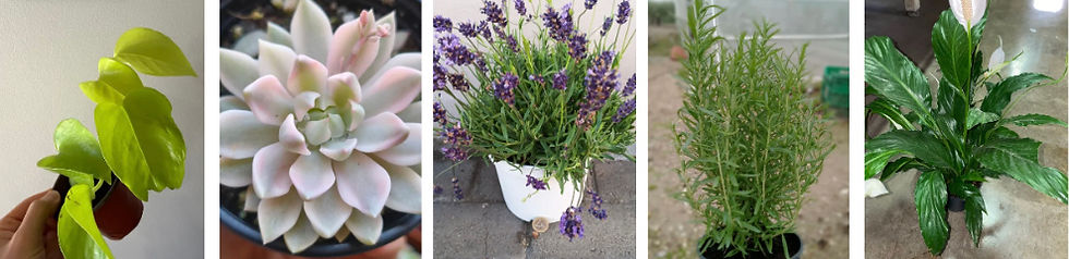 De ervas aromáticas a plantas resistentes, há soluções simples e acessíveis para renovar os espaços