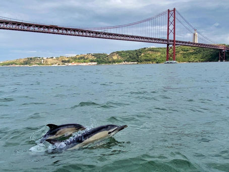 Descubra os golfinhos do Tejo com o Oceanário de Lisboa