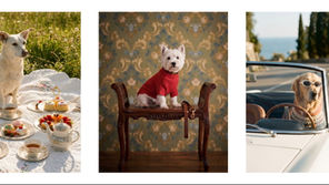 Cães no centro das atenções: Novas experiências e cuidados essenciais