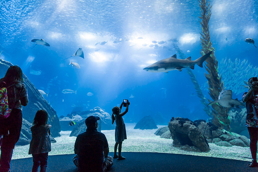 Crianças e adultos admiram tubarão em grande aquário. Luz azul, corais e peixes decoram o ambiente. Uma menina tira foto feliz.
