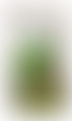 Matcha Bio: a estrela verde do Continente