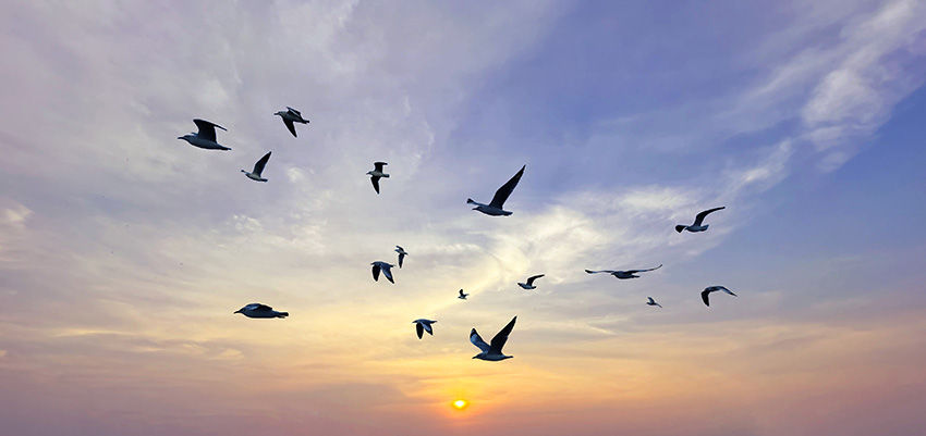 Gaivotas voando em um céu azul com nuvens suaves durante o pôr do sol, criando um ambiente tranquilo e colorido com tons alaranjados.