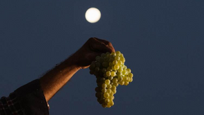 Vindimas em destaque: Vinho, tradição e novas experiências