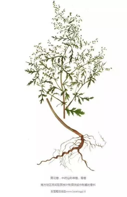 Artemisia Annua (Qing Hao)