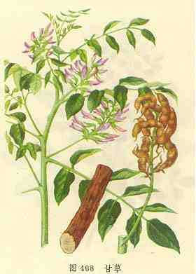 Glycyrrhizae Radix Raw (Gan Cao)