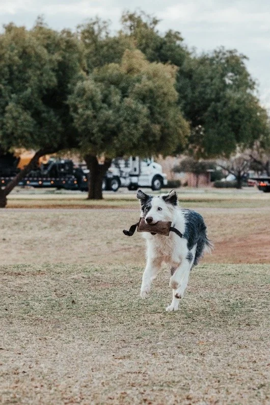 Australian shepherd runs across grass field with a toy