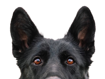 headshots_april25-049-removebg-preview.png