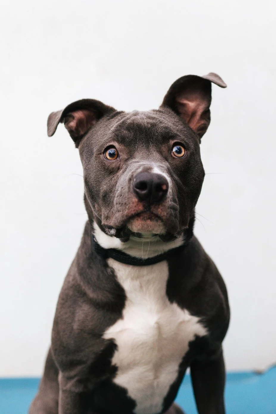 Dark gray and white pit bull dog sitting on a cot