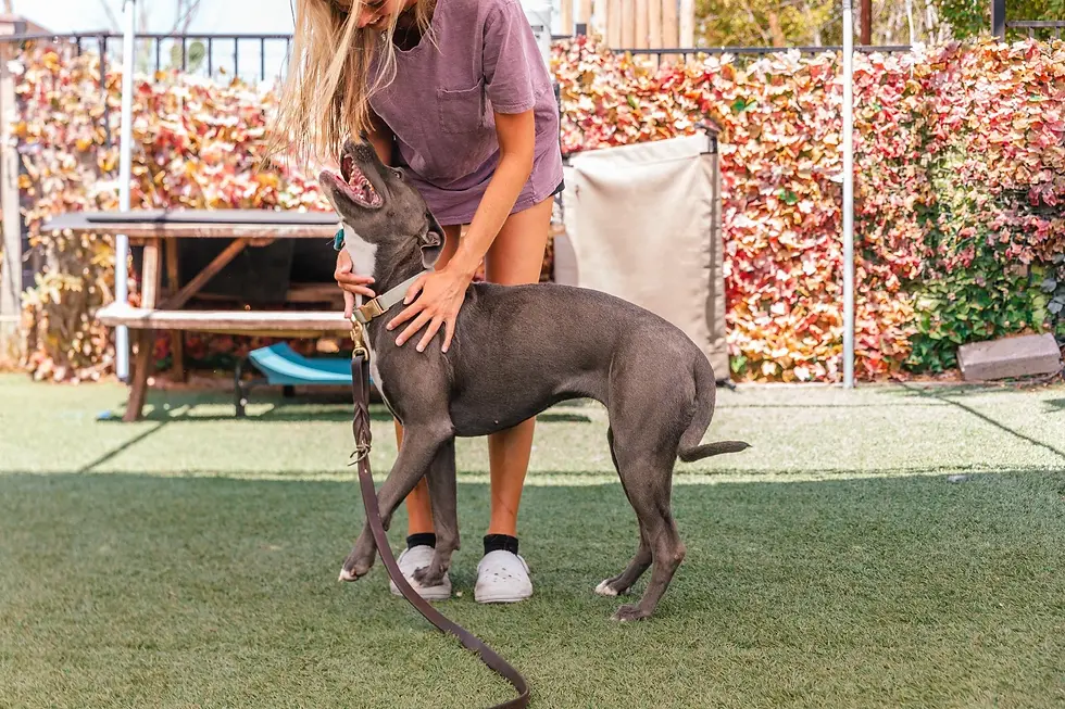 Young woman in purple shirt petting a gray dog on a leash in a sunny backyard with a leafy fence, playful and affectionate