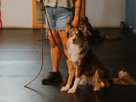Australian shepherd in training class indoors