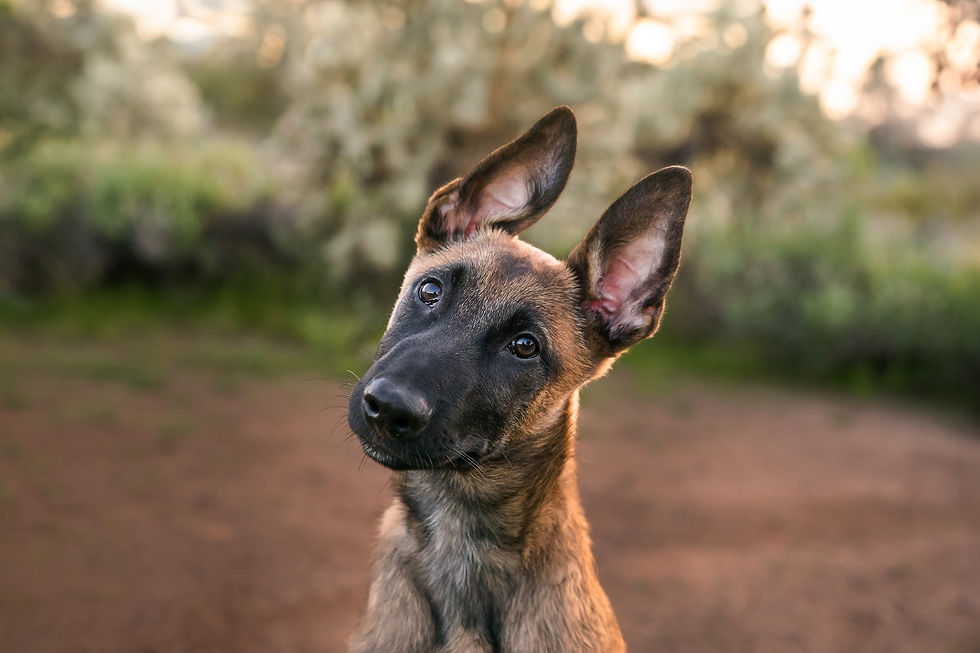 Cute malinois puppy dog with upright ears looks curiously at the camera. Background is a blurred natural landscape with soft colors.