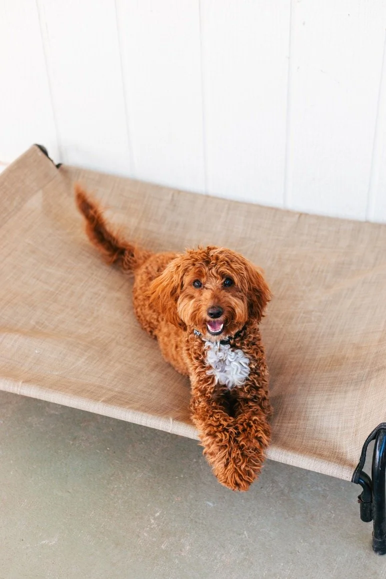 Small amber and white doodle puppy lays on a tan cot staring at the camera