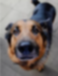 Tom
