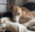 Dog sitting