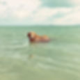 Some dogs give themselves baths!