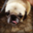 Dog sitting